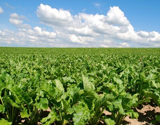 «Камаз-Агро» запровадив німецьку технологію вирощування цукрових буряків